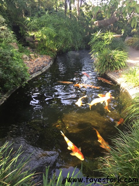 LIVE KOI FISH
